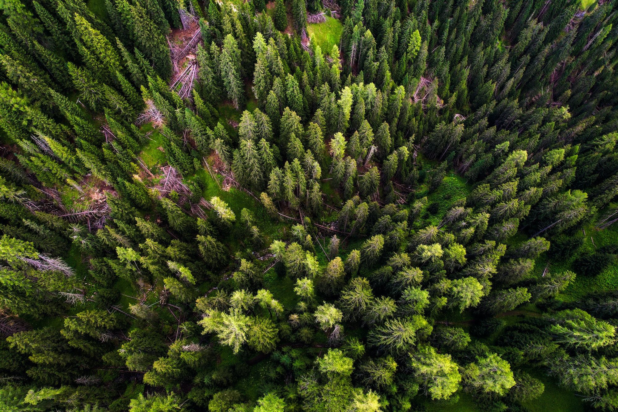 Aerial pine forest view